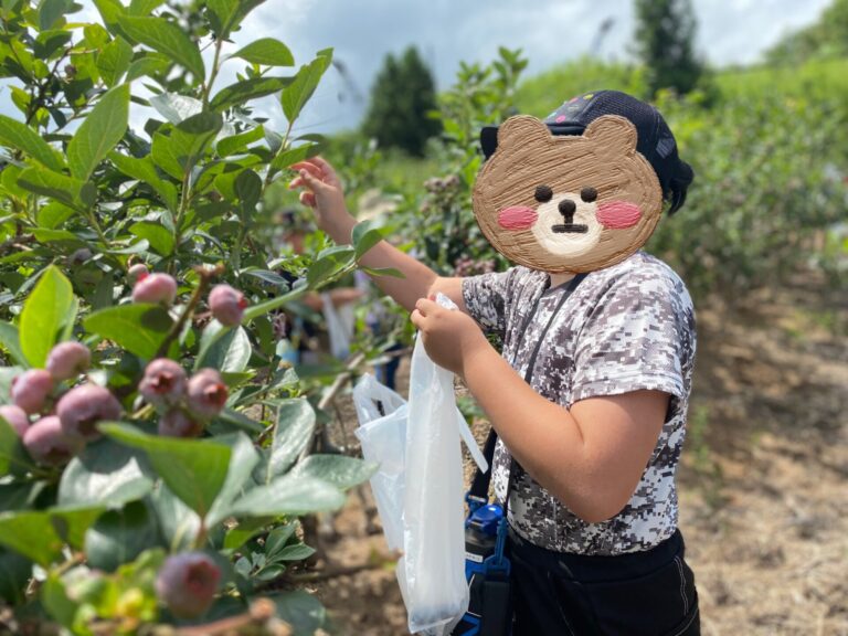 ブルーベリー狩り～２０２６夏休み～